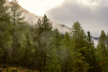 Wald im Schweizerischen Nationalpark.