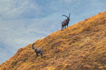 Zwei Steinböcke im steilen Gelende.