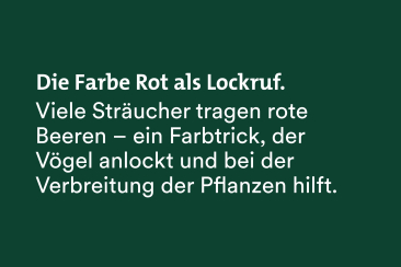 Fun Fact Fairtrail: Sträucher tragen rote Beeren, welche die Vögel anlocken, was zur Verbreitung beiträgt.