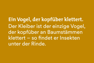 Fun Fact Fairtrail: Der Kleiber ist ein Vogel, der kopfüber klettert.