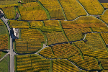 Luftaufnahme der herbstlich gefärbten Weinberge der Bündner Herrschaft bei Jenins