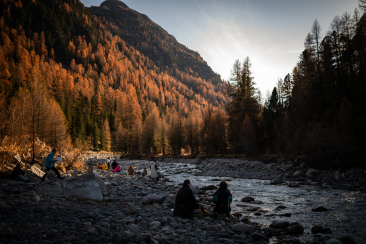 Herbstlicher Wald im Oberengadin mit goldgelb verfärbten Lärchen und Flussufer