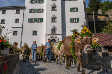 Traditioneller Alpabzug: Zwei Männer führen festlich mit Blumen und Kränzen geschmückte Kühe durch ein Dorf mit historischen Gebäuden