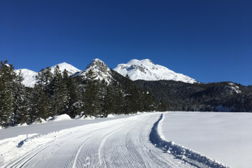 Das Bild zeigt eine verschneite Landschaft im Engadin mit einem Langlaufloipenweg, umgeben von Bäumen und hohen Bergen im Hintergrund bei klar blauem Himmel.