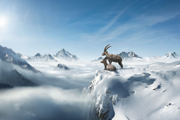 Steinböcke Gian und Giachen (Bild: © Graubünden Ferien / Jung von Matt)