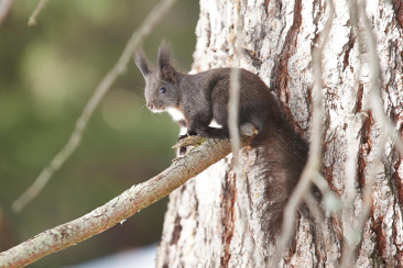 Eichhörnchen (Foto: Arosa Lenzerheide)