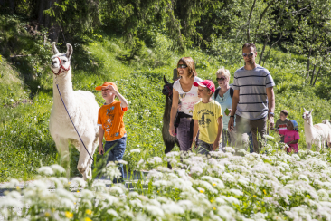 Lamatrekking in der Surselva