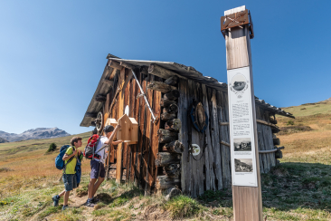Themenweg Alpleben Somtgant Radons bei Savognin (Bild: Mattias Nutt)